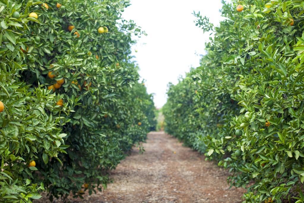 Quinta Dos I'S - Algarve Βίλα Ferrarias  Εξωτερικό φωτογραφία